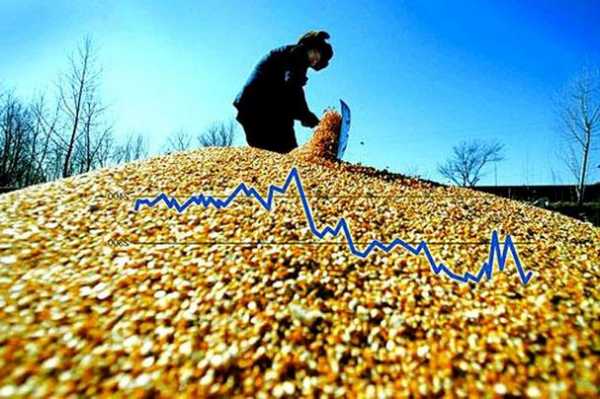 多重因素博弈，玉米价格后市怎么走？