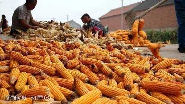 卓创资讯：农户售粮积极性略有提升 12月上旬华北玉米价格仍显弱势
